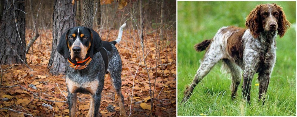 Pont-Audemer Spaniel vs Bluetick Coonhound - Breed Comparison