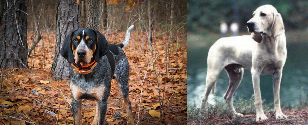 Porcelaine vs Bluetick Coonhound - Breed Comparison