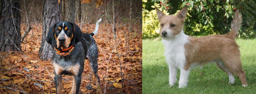 Portuguese Podengo vs Bluetick Coonhound - Breed Comparison