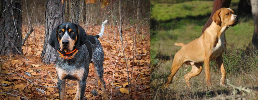 Portuguese Pointer vs Bluetick Coonhound - Breed Comparison