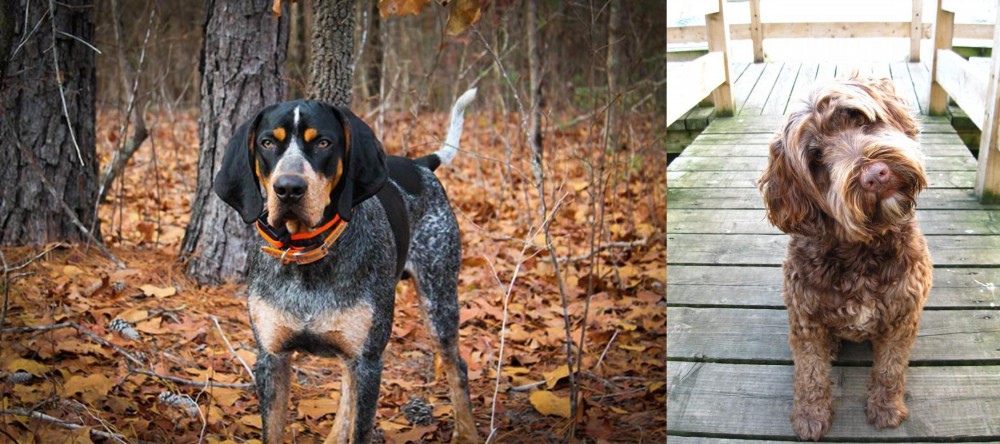 Portuguese Water Dog vs Bluetick Coonhound - Breed Comparison