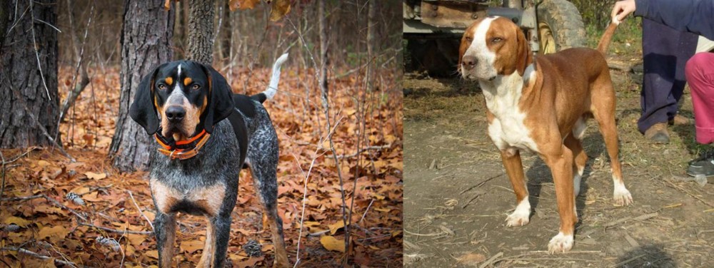 Posavac Hound vs Bluetick Coonhound - Breed Comparison