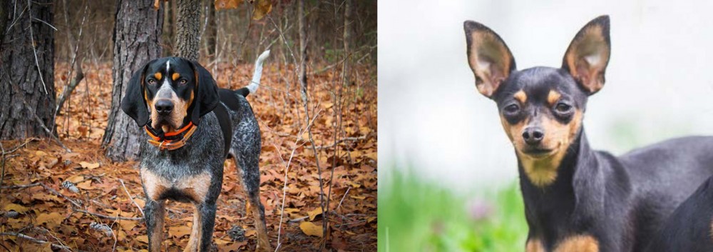 Prazsky Krysarik vs Bluetick Coonhound - Breed Comparison