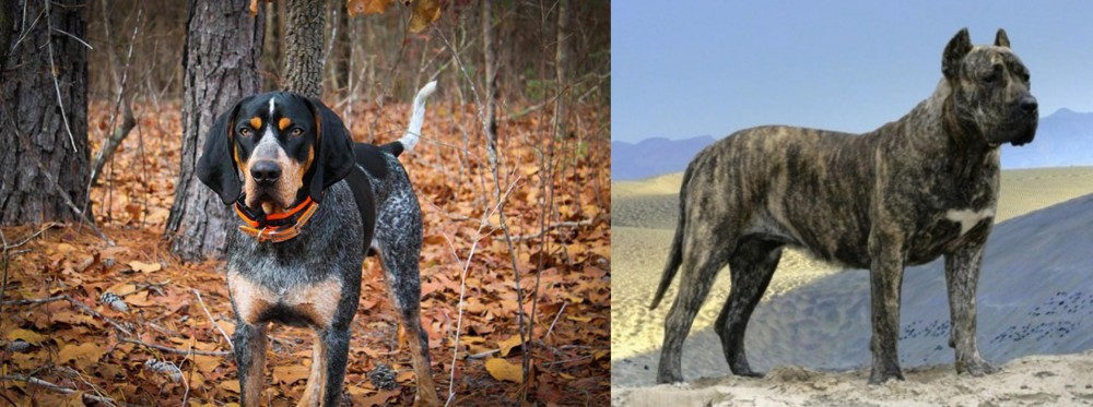 Presa Canario vs Bluetick Coonhound - Breed Comparison