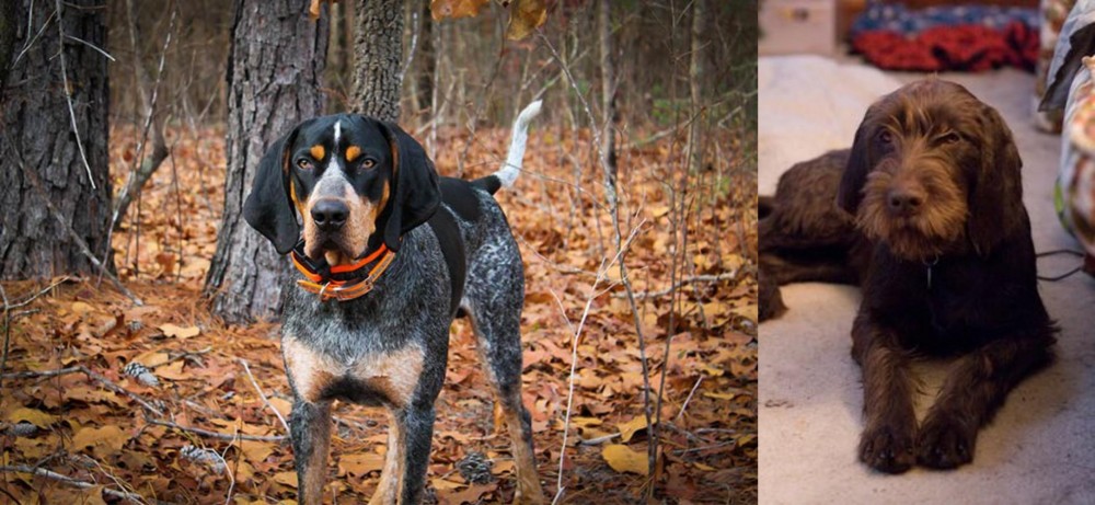 Pudelpointer vs Bluetick Coonhound - Breed Comparison