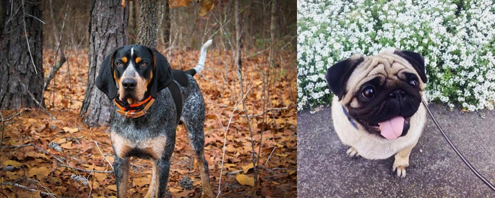 Pug vs Bluetick Coonhound - Breed Comparison