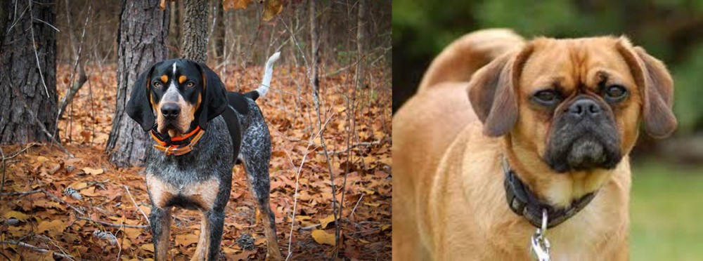 Pugalier vs Bluetick Coonhound - Breed Comparison