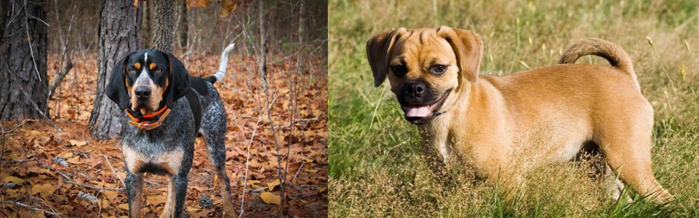 Puggle vs Bluetick Coonhound - Breed Comparison