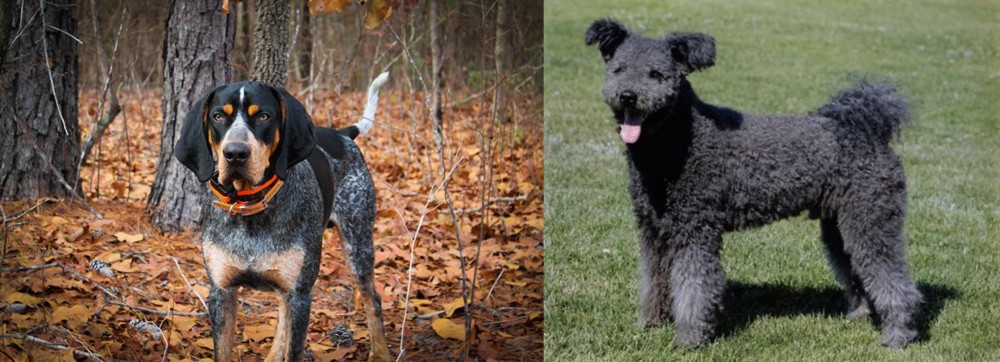 Pumi vs Bluetick Coonhound - Breed Comparison