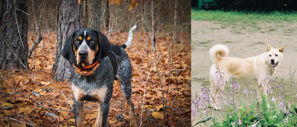 Pungsan Dog vs Bluetick Coonhound - Breed Comparison
