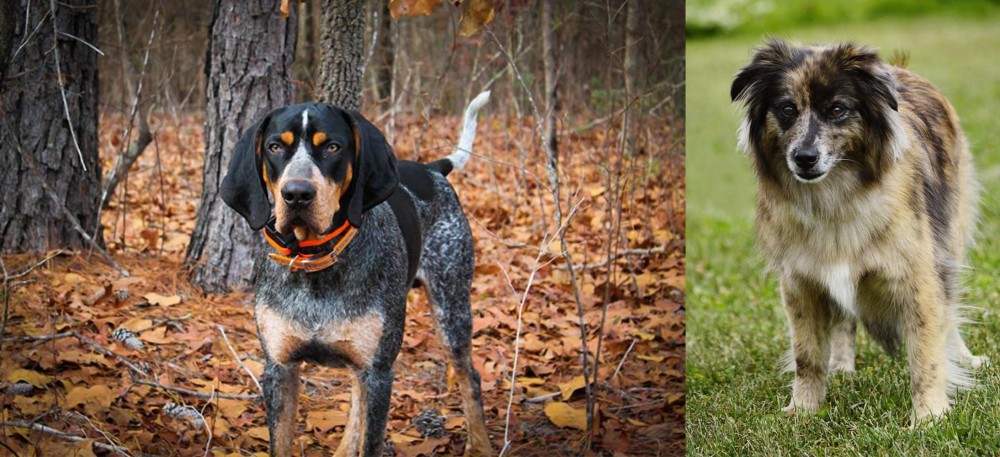 Pyrenean Shepherd vs Bluetick Coonhound - Breed Comparison