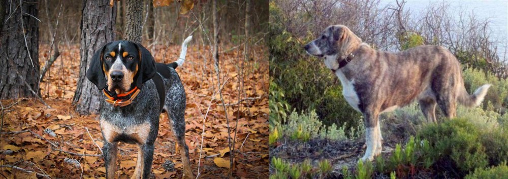 Rafeiro do Alentejo vs Bluetick Coonhound - Breed Comparison