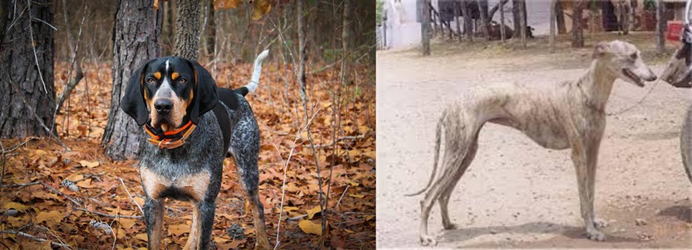 Rampur Greyhound vs Bluetick Coonhound - Breed Comparison