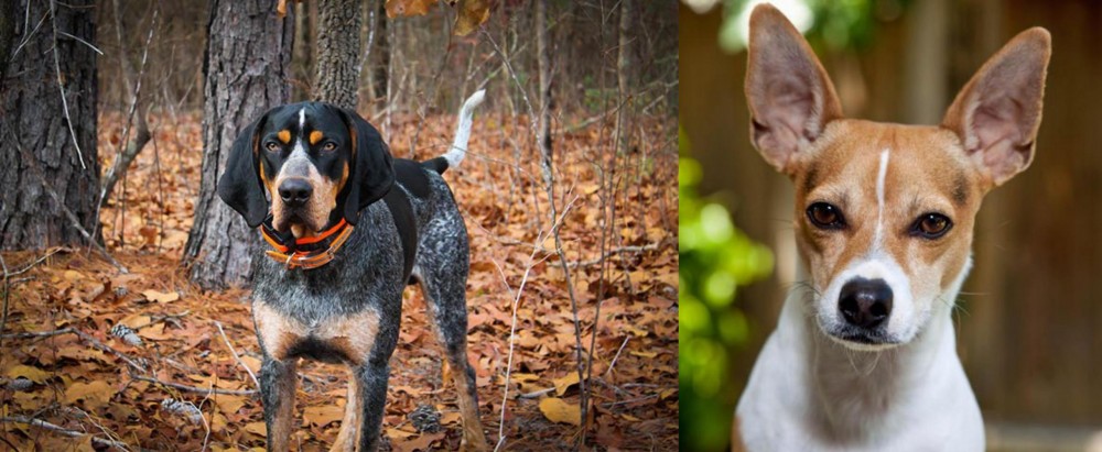 Rat Terrier vs Bluetick Coonhound - Breed Comparison