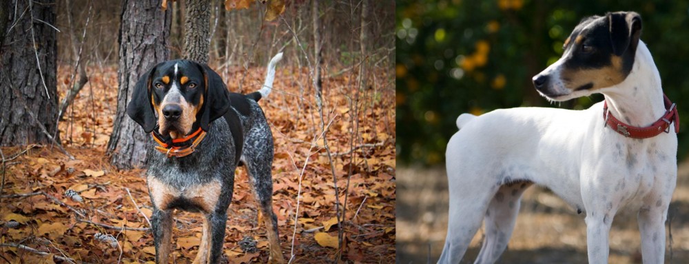 Ratonero Bodeguero Andaluz vs Bluetick Coonhound - Breed Comparison