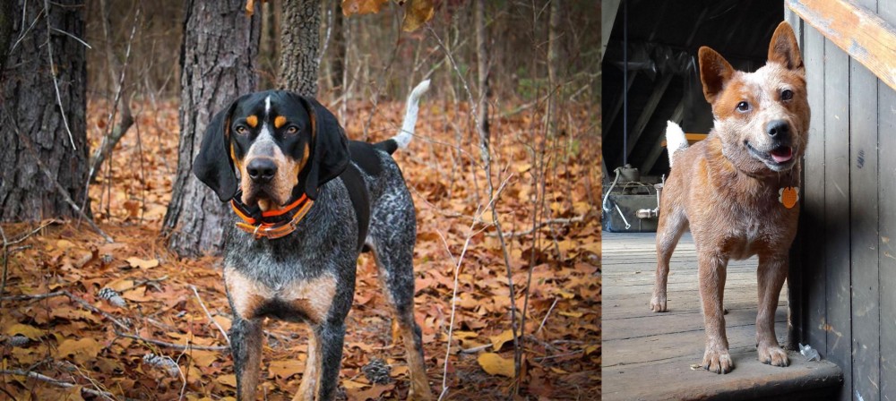 Red Heeler vs Bluetick Coonhound - Breed Comparison