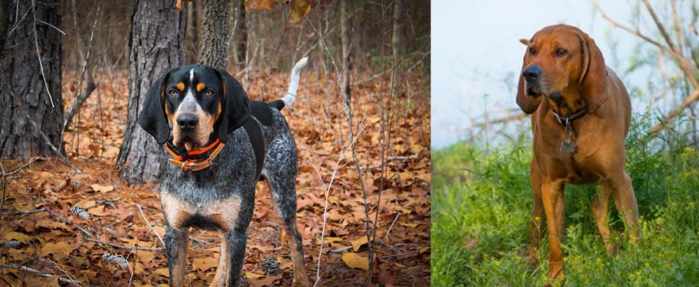 Redbone Coonhound vs Bluetick Coonhound - Breed Comparison