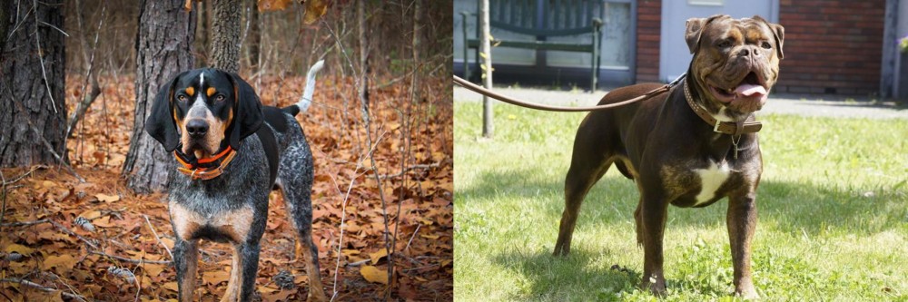 Renascence Bulldogge vs Bluetick Coonhound - Breed Comparison