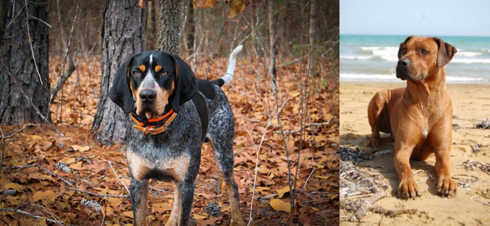 Rhodesian Ridgeback vs Bluetick Coonhound - Breed Comparison