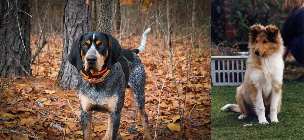 Rough Collie vs Bluetick Coonhound - Breed Comparison
