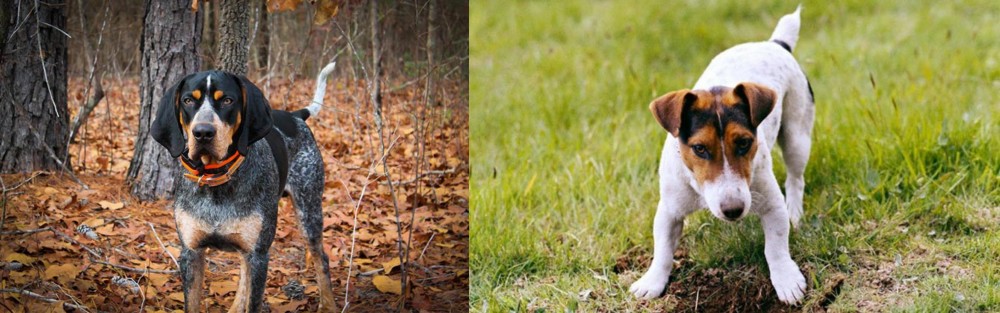 Russell Terrier vs Bluetick Coonhound - Breed Comparison