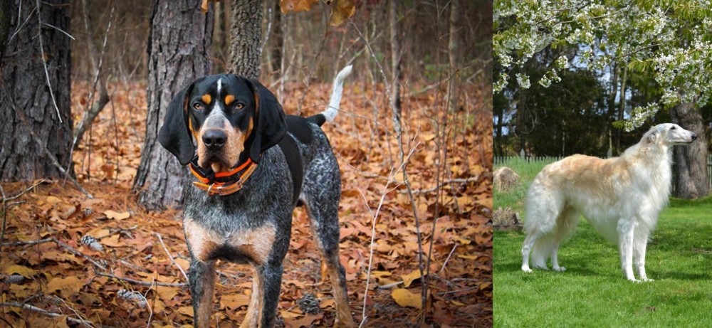 Russian Hound vs Bluetick Coonhound - Breed Comparison