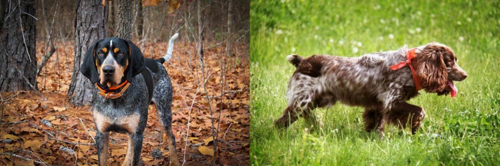 Russian Spaniel vs Bluetick Coonhound - Breed Comparison