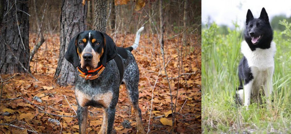 Russo-European Laika vs Bluetick Coonhound - Breed Comparison