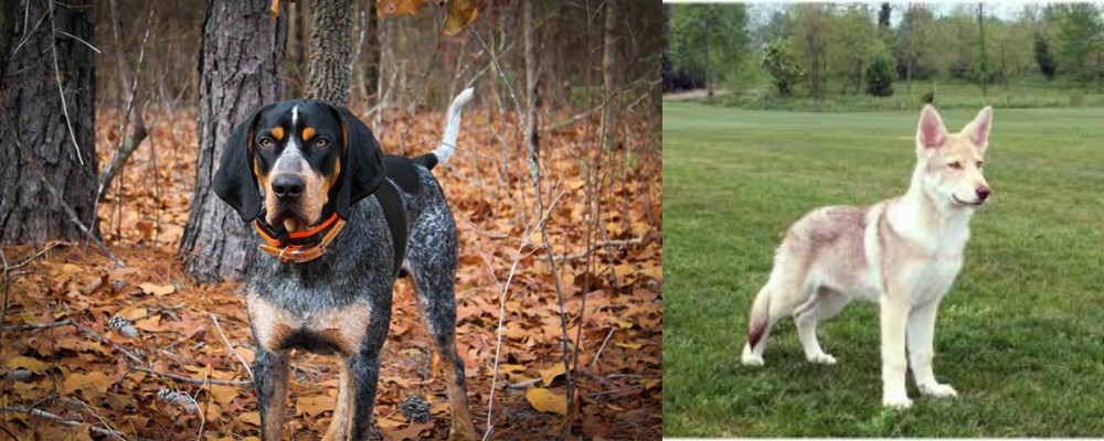 Saarlooswolfhond vs Bluetick Coonhound - Breed Comparison