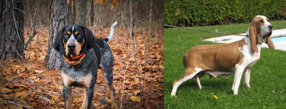 Sabueso Espanol vs Bluetick Coonhound - Breed Comparison