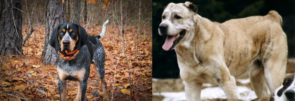 Sage Koochee vs Bluetick Coonhound - Breed Comparison
