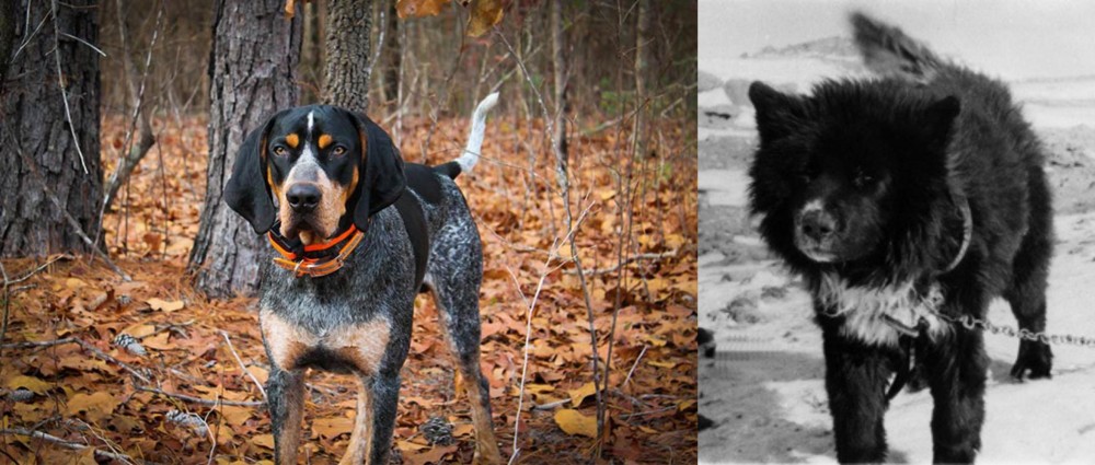Sakhalin Husky vs Bluetick Coonhound - Breed Comparison
