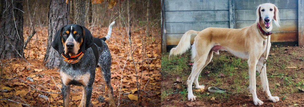 Saluki vs Bluetick Coonhound - Breed Comparison