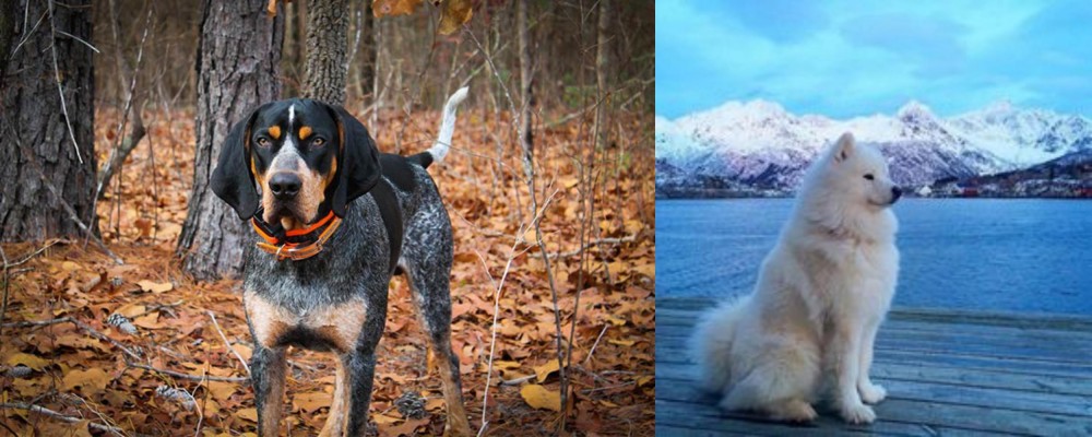 Samoyed vs Bluetick Coonhound - Breed Comparison