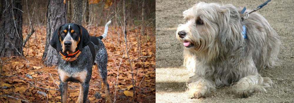 Sapsali vs Bluetick Coonhound - Breed Comparison