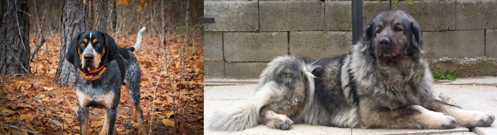 Sarplaninac vs Bluetick Coonhound - Breed Comparison