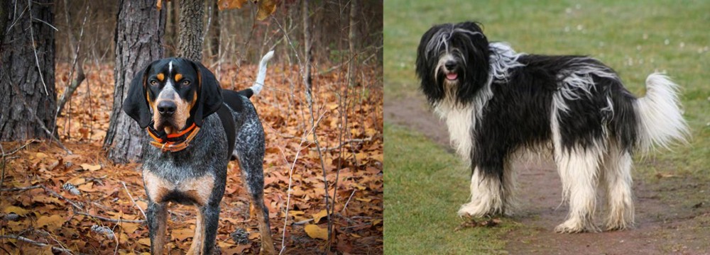 Schapendoes vs Bluetick Coonhound - Breed Comparison