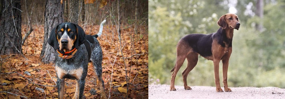 Schillerstovare vs Bluetick Coonhound - Breed Comparison