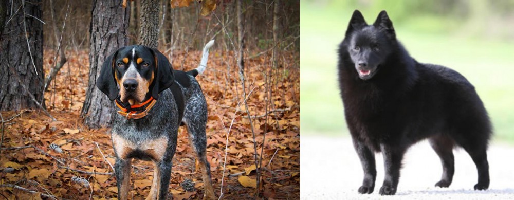 Schipperke vs Bluetick Coonhound - Breed Comparison