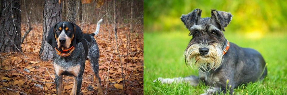 Schnauzer vs Bluetick Coonhound - Breed Comparison