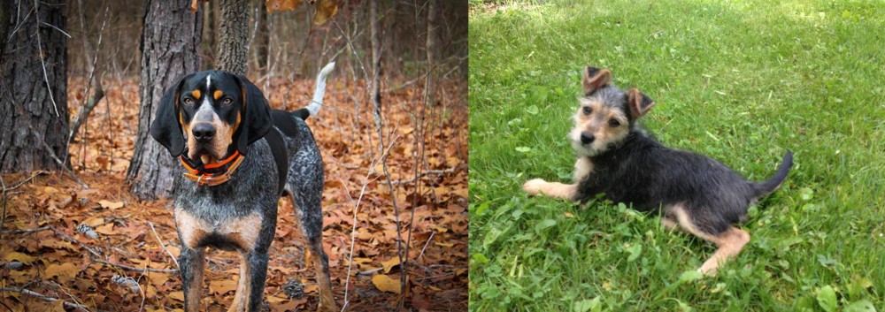 Schnorkie vs Bluetick Coonhound - Breed Comparison