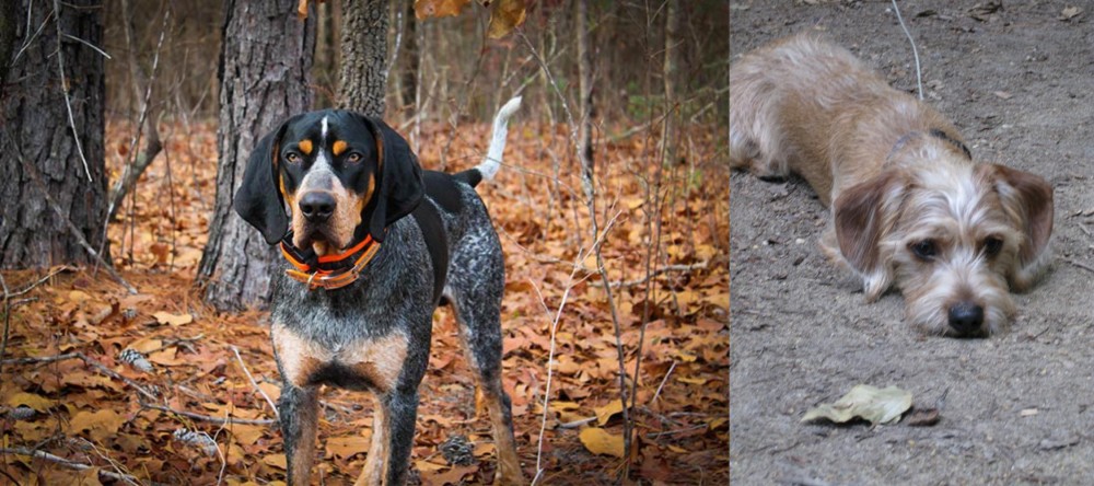 Schweenie vs Bluetick Coonhound - Breed Comparison