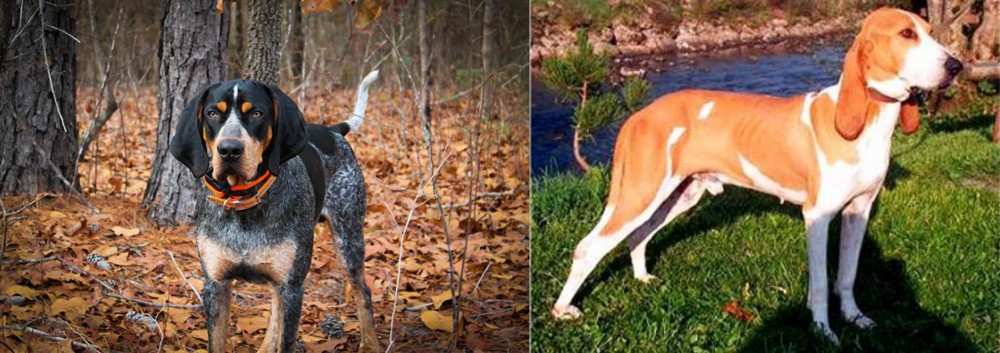 Schweizer Laufhund vs Bluetick Coonhound - Breed Comparison