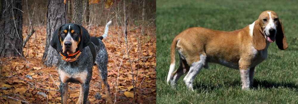 Schweizer Niederlaufhund vs Bluetick Coonhound - Breed Comparison