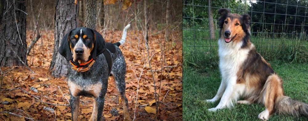 Scotch Collie vs Bluetick Coonhound - Breed Comparison