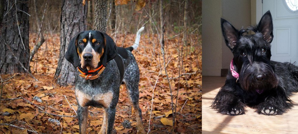 Scottish Terrier vs Bluetick Coonhound - Breed Comparison