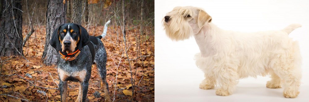 Sealyham Terrier vs Bluetick Coonhound - Breed Comparison