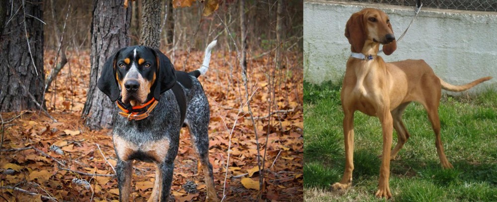 Segugio Italiano vs Bluetick Coonhound - Breed Comparison