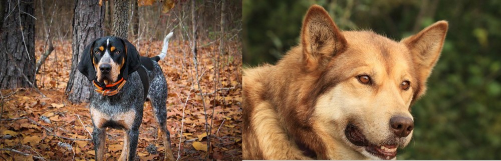 Seppala Siberian Sleddog vs Bluetick Coonhound - Breed Comparison