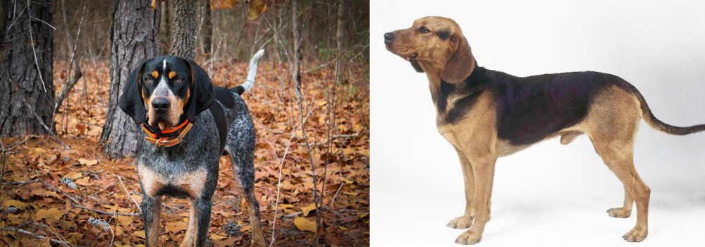 Serbian Hound vs Bluetick Coonhound - Breed Comparison